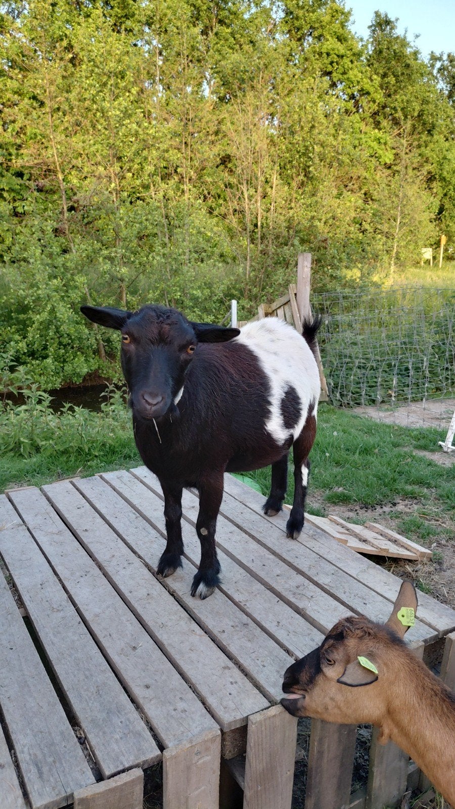 Geitje 3 jaar, Dieren en Toebehoren, Schapen, Geiten en Varkens, Vrouwelijk, Geit, 3 tot 5 jaar