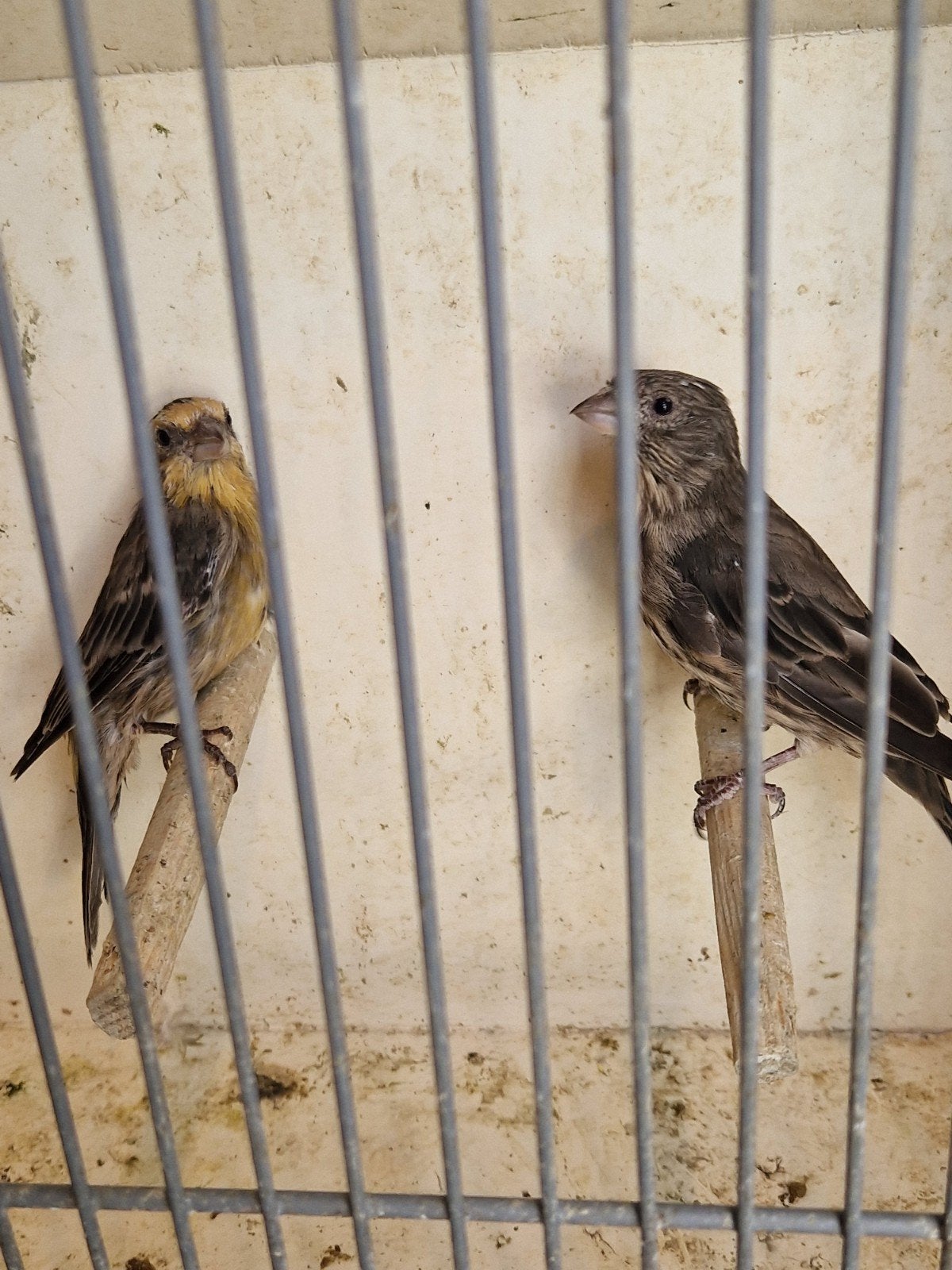 koppel Mexicaanse roodmussen, Meerdere dieren