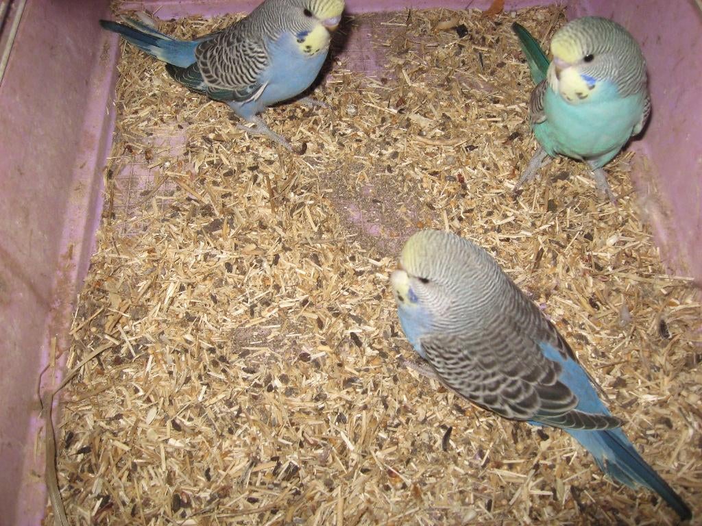 4 stuks mooie jonge grasparkieten om tam te maken, Meerdere dieren, Parkiet, Tam