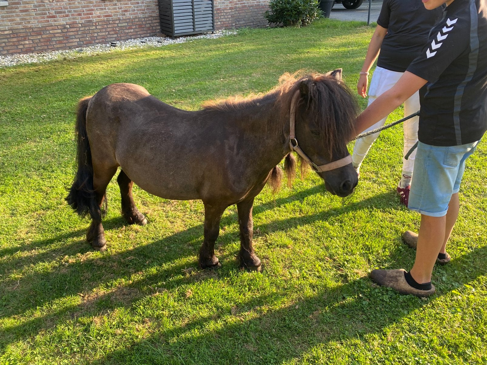 Smokey black fokmerrie, Dieren en Toebehoren, Merrie