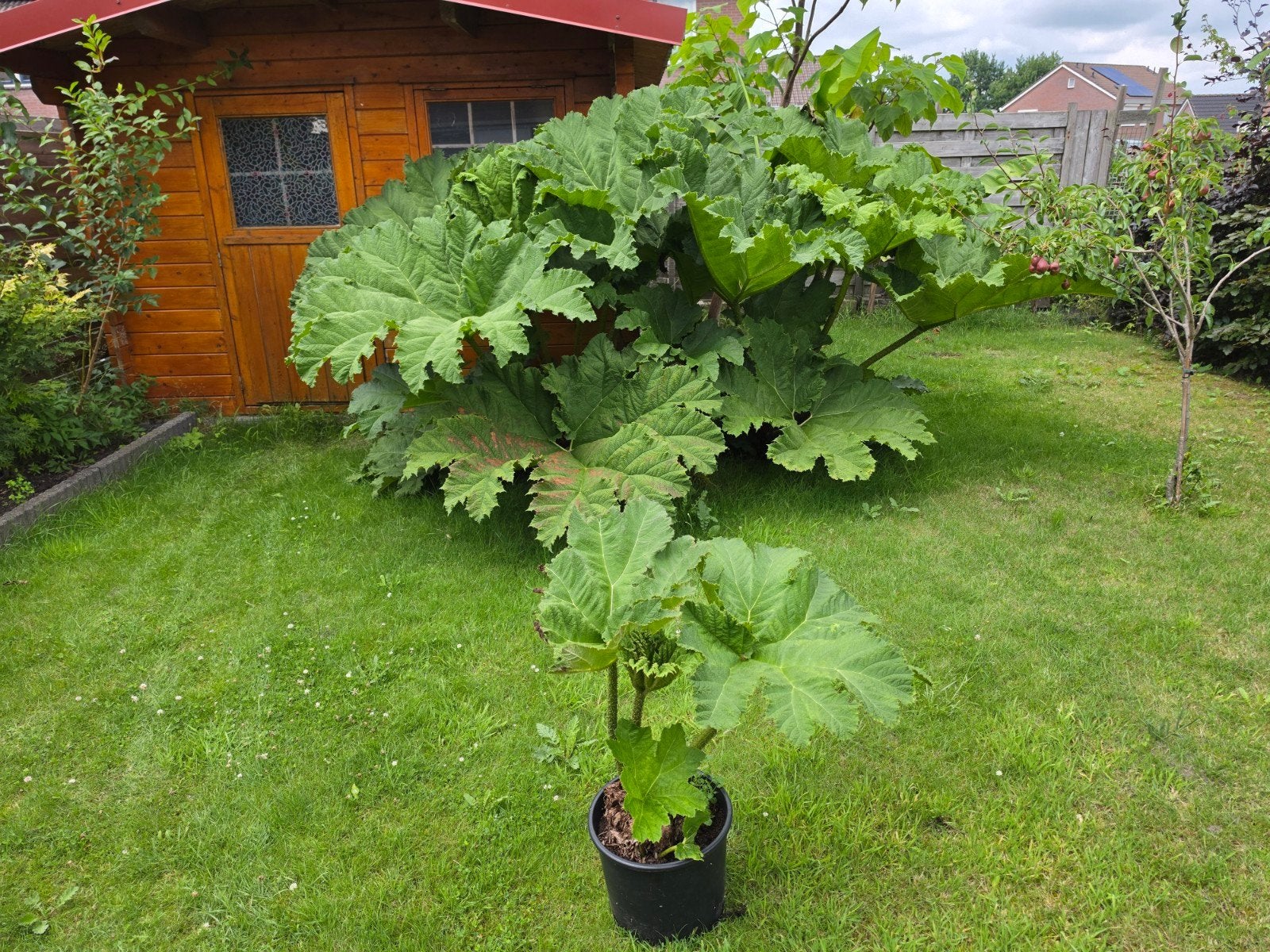 Reuzenrabarber (Gunnera manicata) - Grote blikvanger, Volle zon, Vaste plant, Zomer, Ophalen
