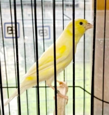 Kanarie hazer, Dieren en Toebehoren, Vogels | Kanaries, Mannelijk, Kleurkanarie