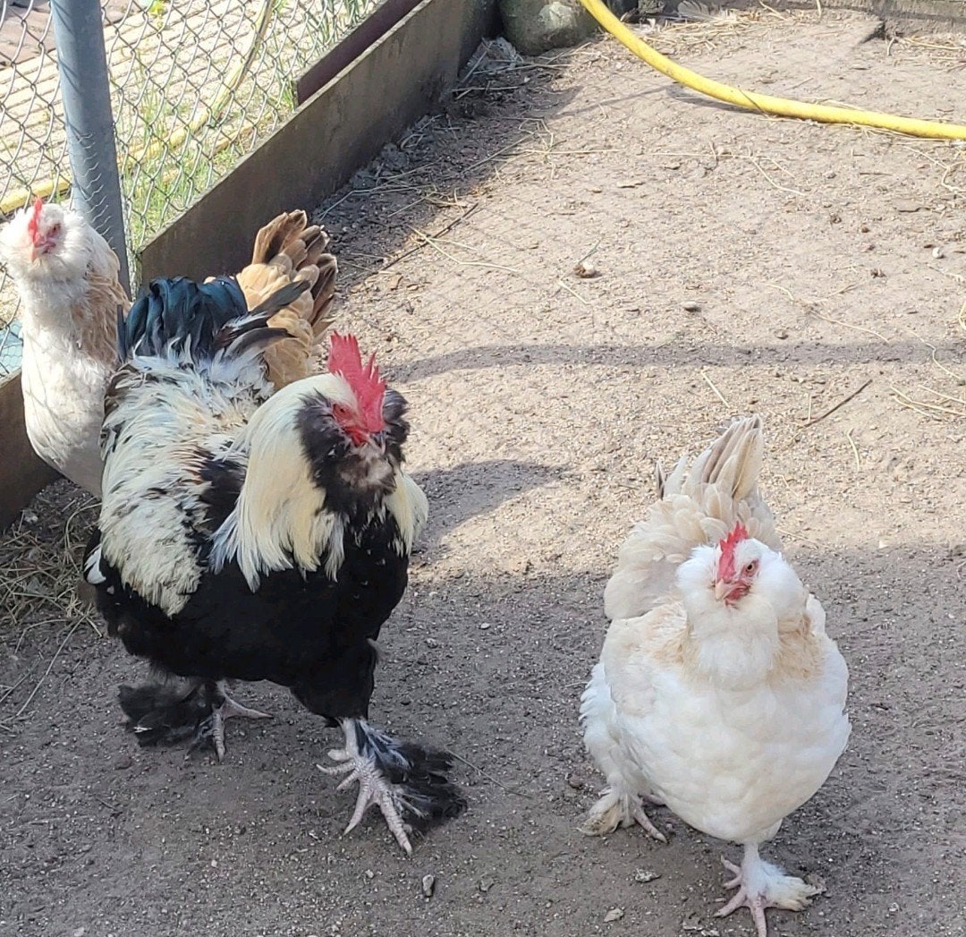 Trio Faverolles, Dieren en Toebehoren, Pluimvee, Meerdere dieren, Kip