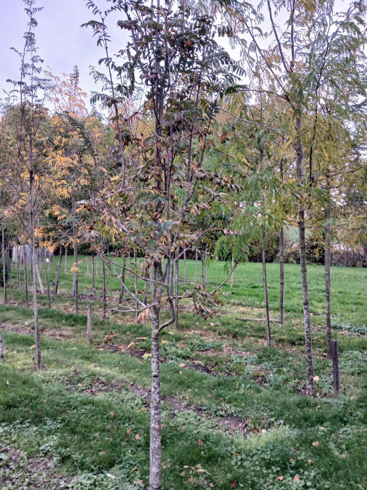 Lijsterbes/Sorbus domestica boom, Overige soorten, 250 tot 400 cm, Zomer, Ophalen