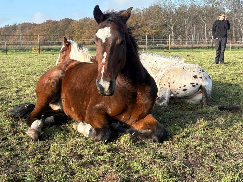 Gezocht grote paardenvriend!, Dieren en Toebehoren