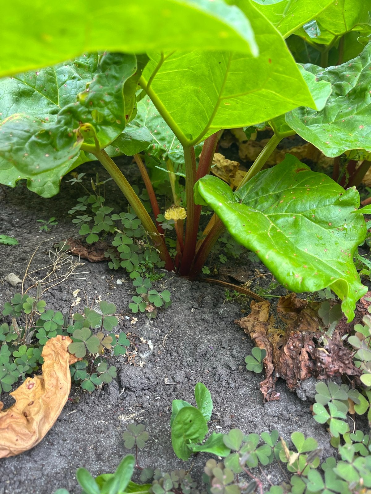 Verse Rabarber Knollen - Perfect voor uw tuin!, Tuin en Terras, Volle zon, Vaste plant, Ophalen of Verzenden, Bloeit niet