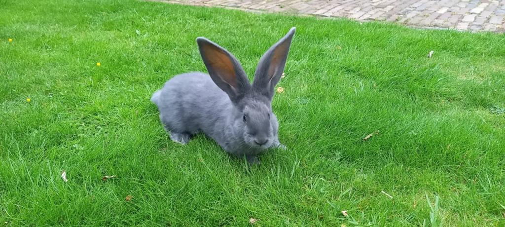 Te koop blauwe vlaamse reus rammen, Dieren en Toebehoren, Mannelijk, Groot