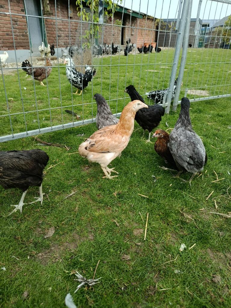 Ik verkoop Araucana-kippen, Dieren en Toebehoren, Pluimvee, Vrouwelijk, Kip
