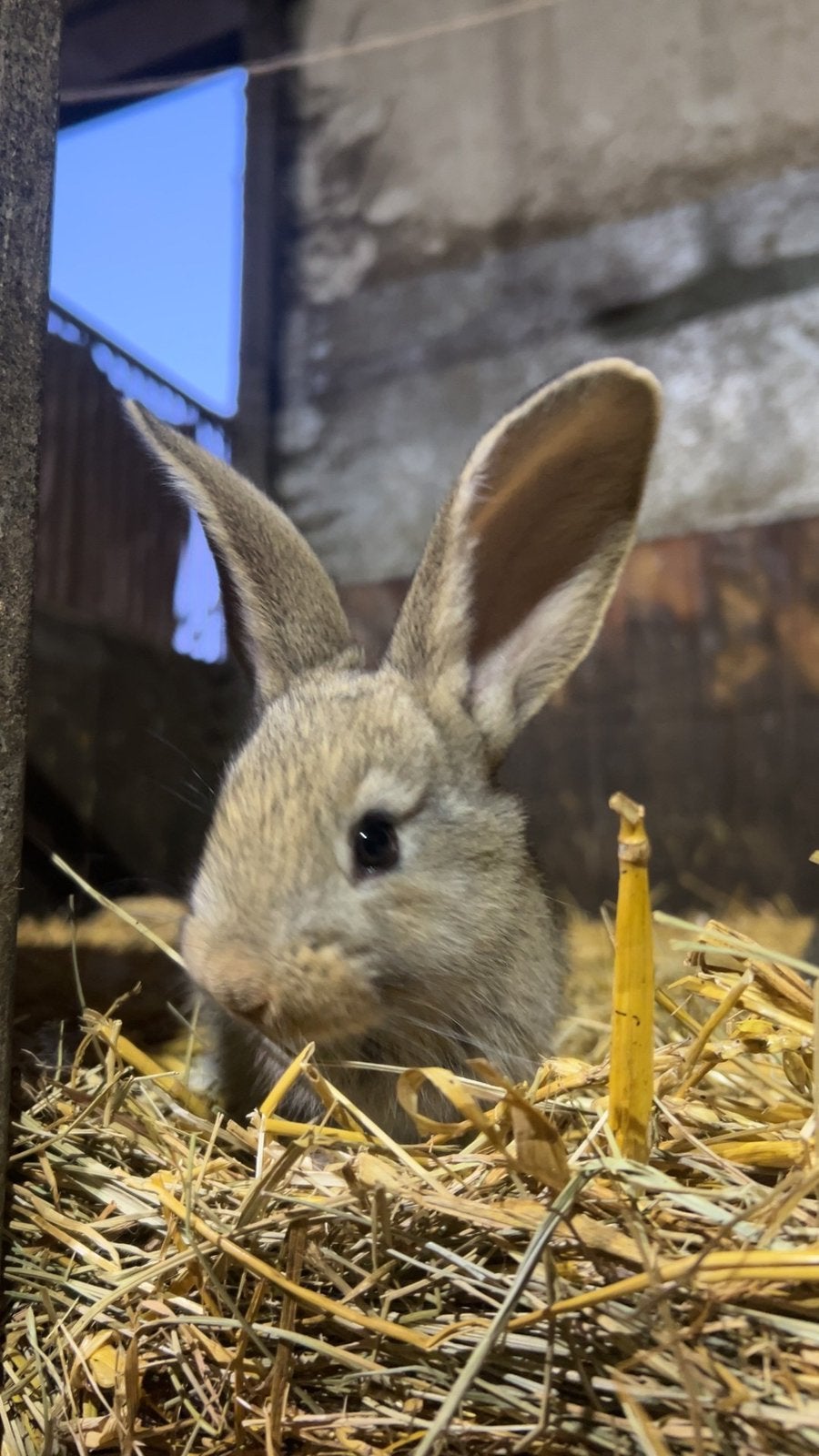 Vlaamse reuzen, Dieren en Toebehoren, Konijnen, Meerdere dieren, Groot