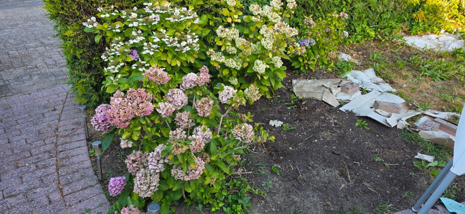 Hortensia's (Hydrangea) - Diverse kleuren en soorten, Tuin en Terras, Vaste plant, Halfschaduw, Zomer, Ophalen