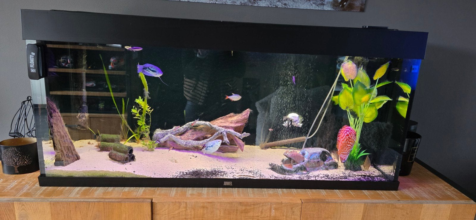 Juwel aquarium met toebehoren, Ophalen, Pomp, Juwel, Gevuld zoetwateraquarium