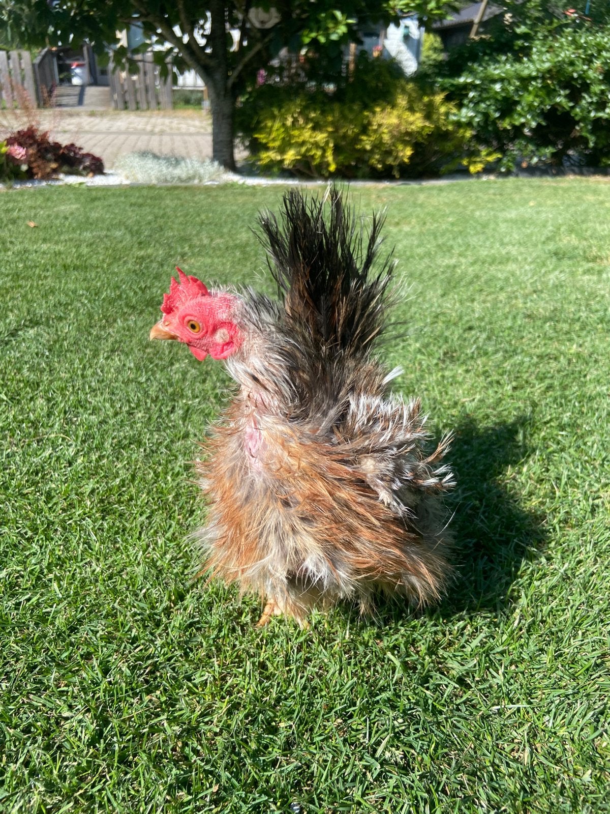 Volwassen serama hen 465 gram!, Vrouwelijk, Kip