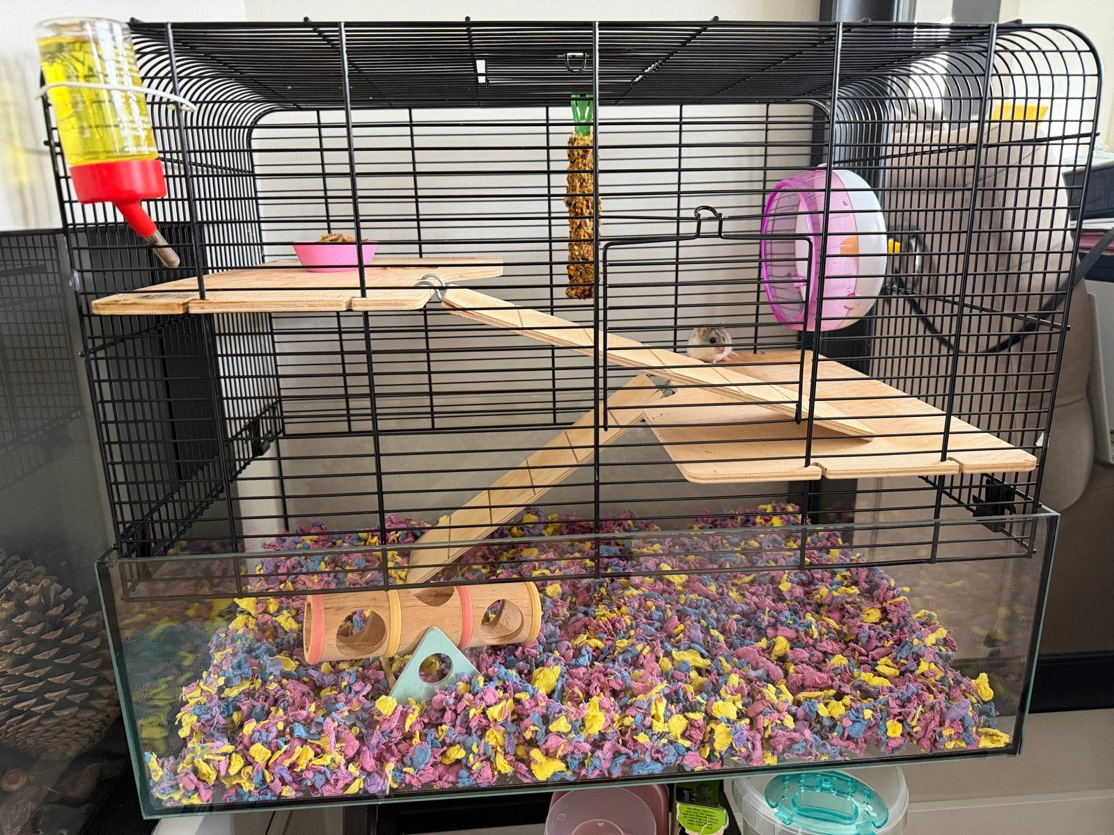 Hamster met kooi, Dieren en Toebehoren, April, Vrouwelijk, Hamster