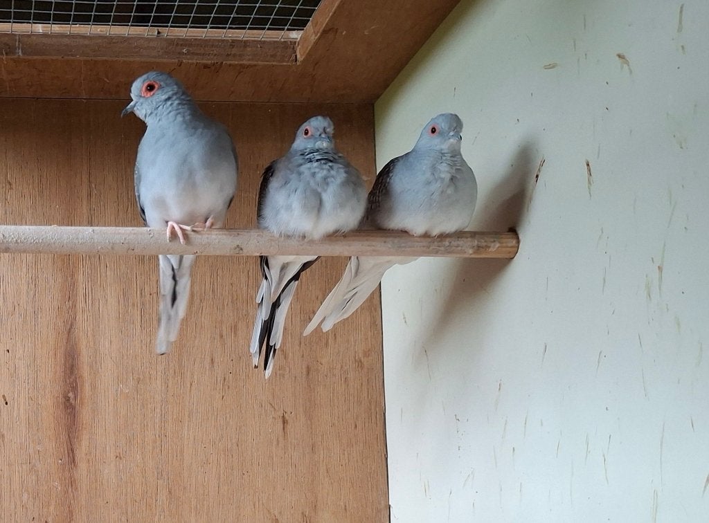 Diamantduifjes, Meerdere dieren, Overige soorten