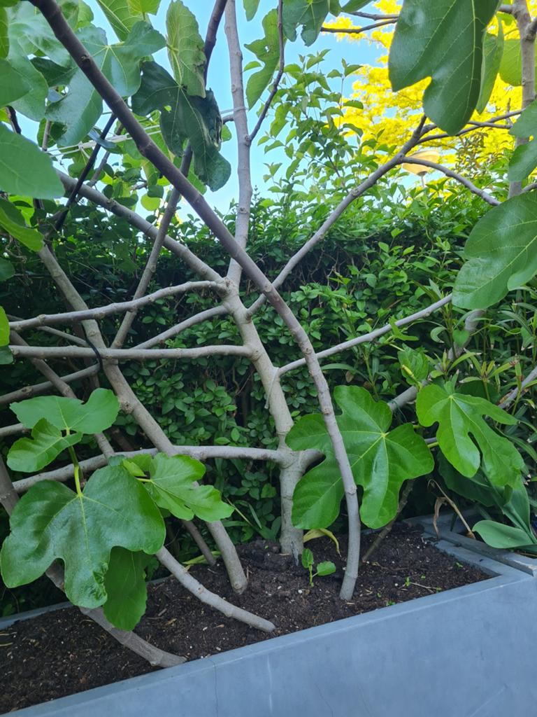 Grote Vijgenboom - Ficus carica, Volle zon, Vaste plant, Ophalen of Verzenden, Zomer