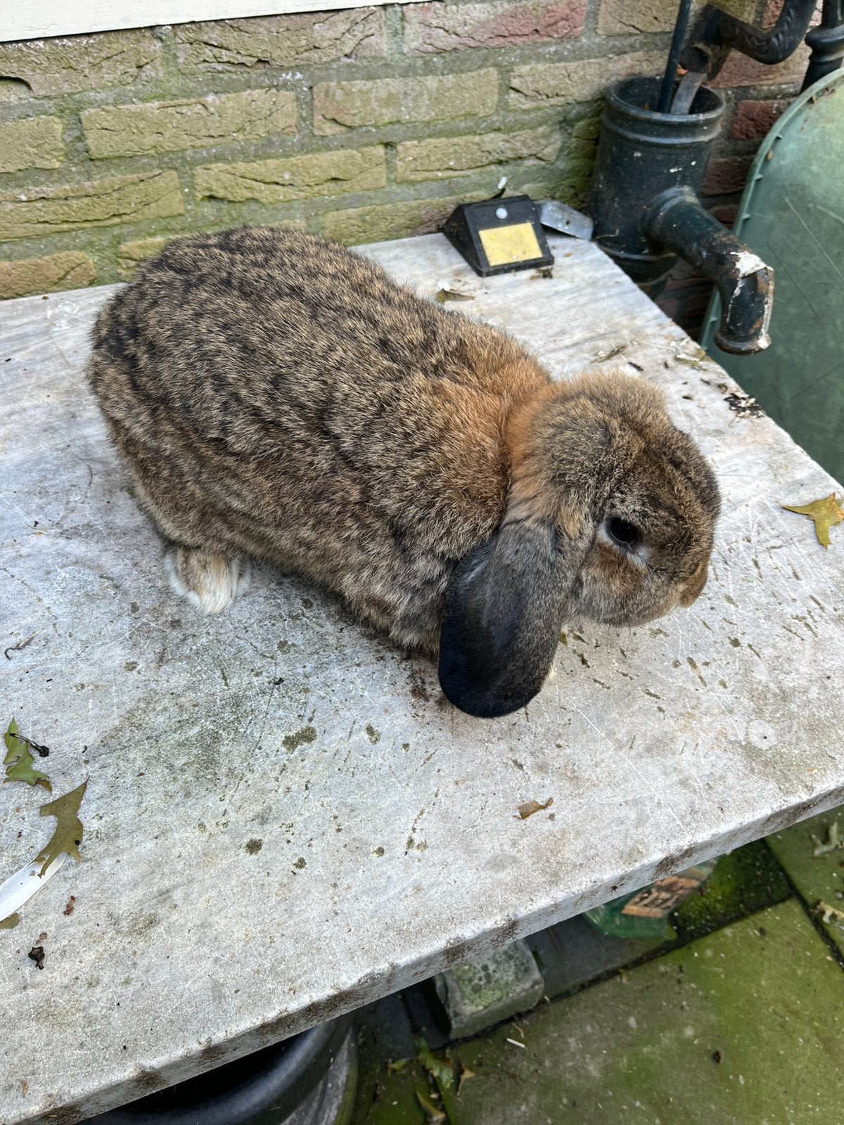 Konijnen., Dieren en Toebehoren, Meerdere dieren