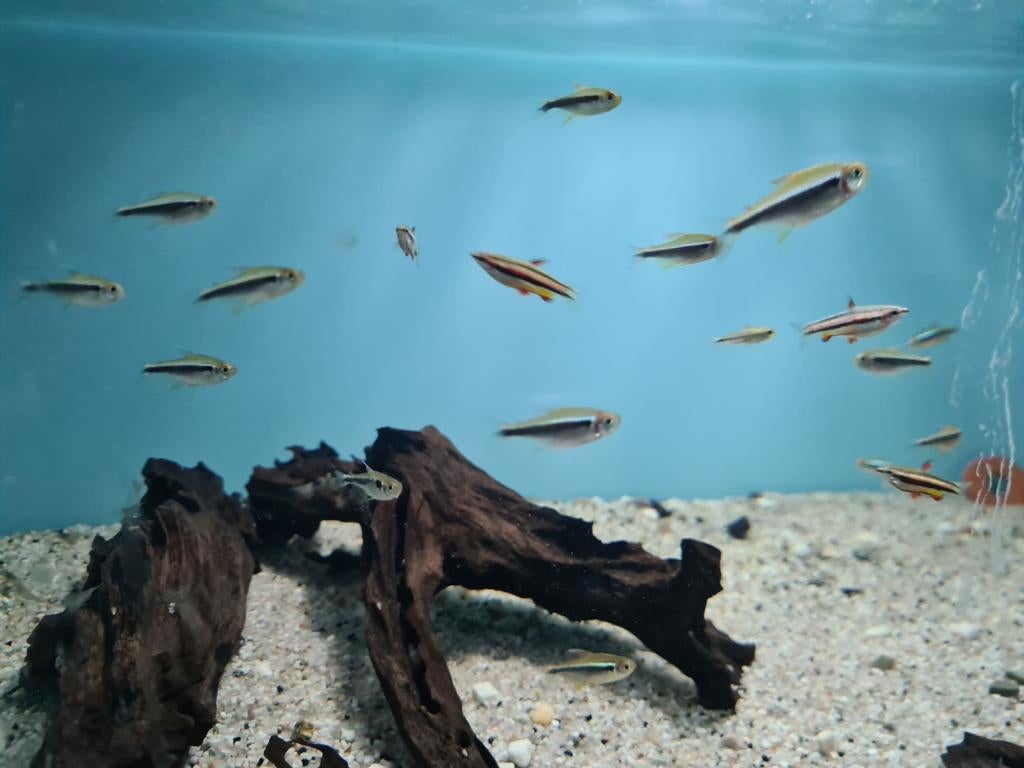Zwarte Neon Tetra, Hyphessobrycon herbertaxelrodi, Dieren en Toebehoren, Vissen | Aquariumvissen, Vis, Zoetwatervis