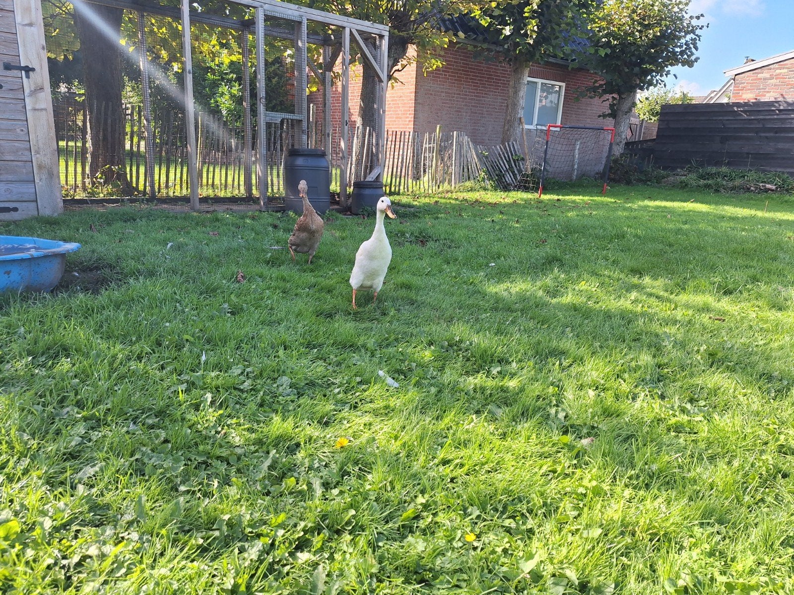 2 dames loopeenden, Dieren en Toebehoren, Vrouwelijk, Eend