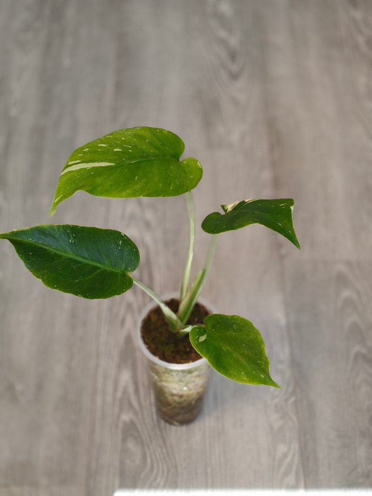 Monstera Thai Mutation, Ophalen of Verzenden, Halfschaduw, Minder dan 100 cm