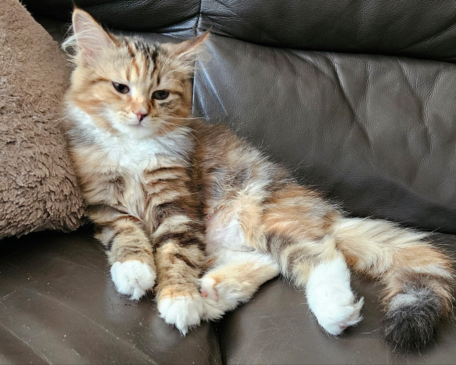 Siberische kittens met stamboom uit geteste ouders, Dieren en Toebehoren, Katten en Kittens | Raskatten | Langhaar, Meerdere dieren
