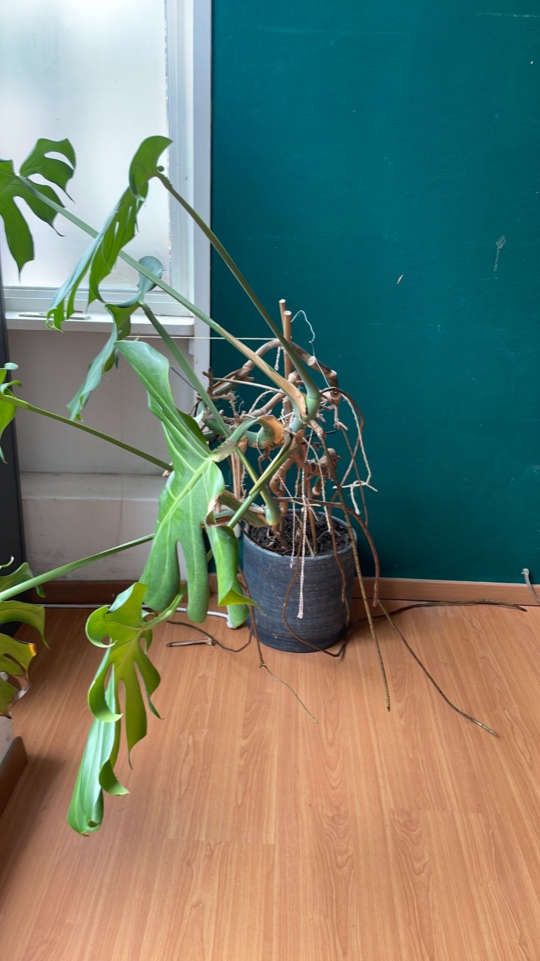 Plant, Huis en Inrichting, Kamerplanten, Ophalen, Halfschaduw, Minder dan 100 cm