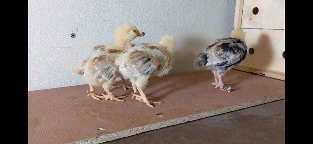 Gezocht: Kuikens Duitse Faverolles (groot), Dieren en Toebehoren, Pluimvee, Vrouwelijk, Kip