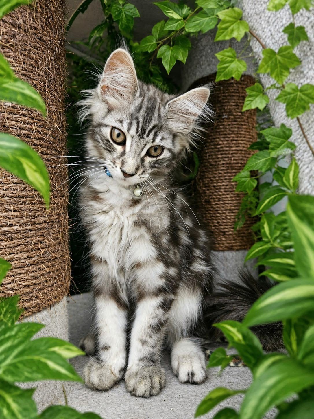 volle maine coon kittens, Meerdere dieren, Gechipt, 0 tot 2 jaar