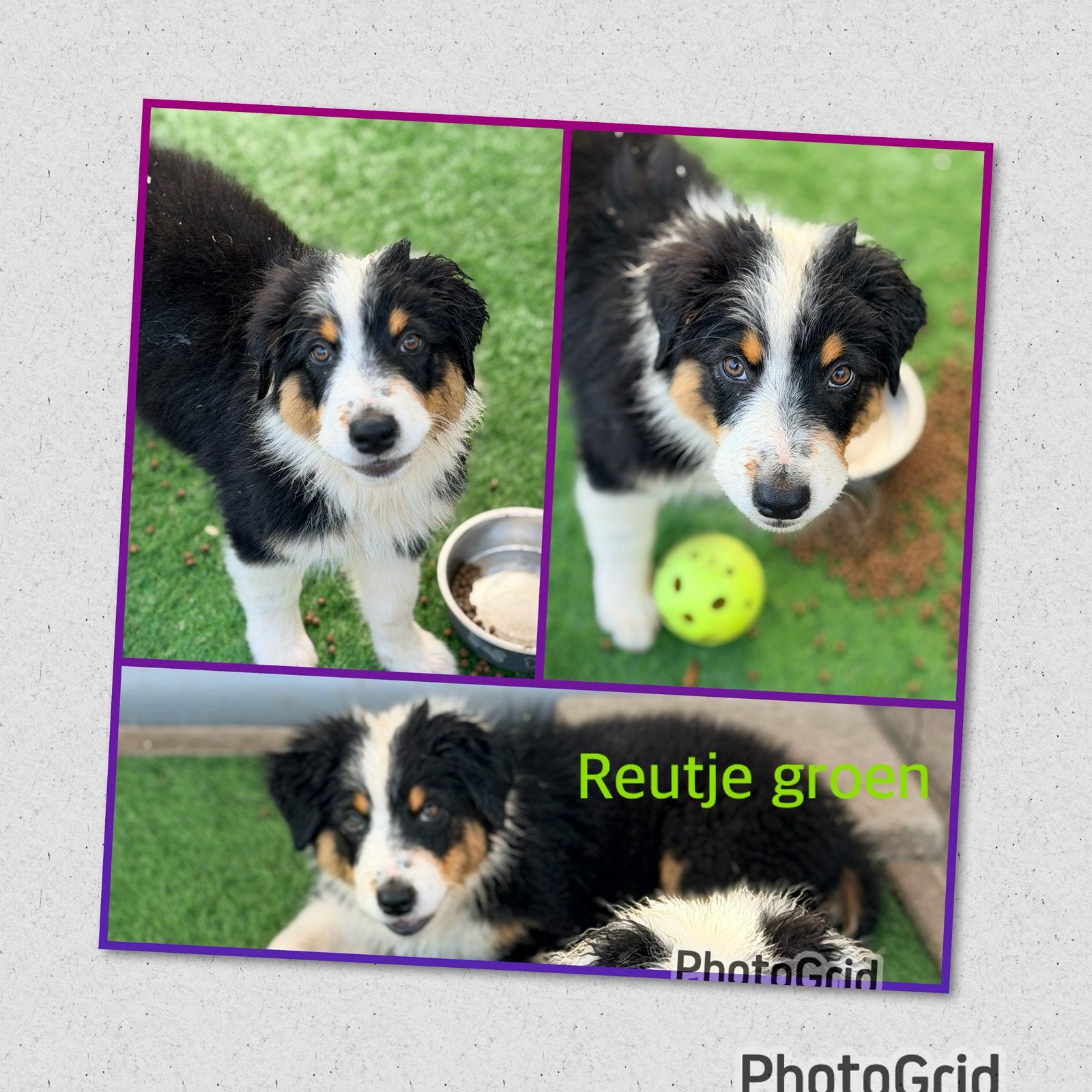 Australian shepherd pups reutjes nog 1 , black tri., Dieren en Toebehoren, Honden | Niet-rashonden, 8 tot 15 weken, Parvo, Meerdere