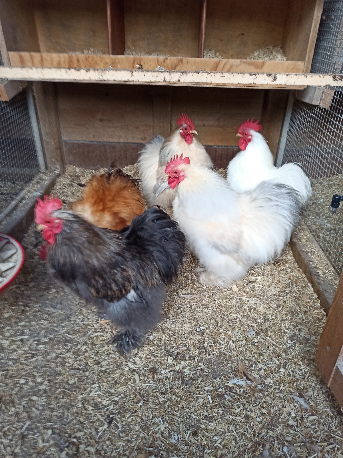 Cochin kriel zijdeveer broedeieren, Dieren en Toebehoren, Pluimvee, Geslacht onbekend, Kip