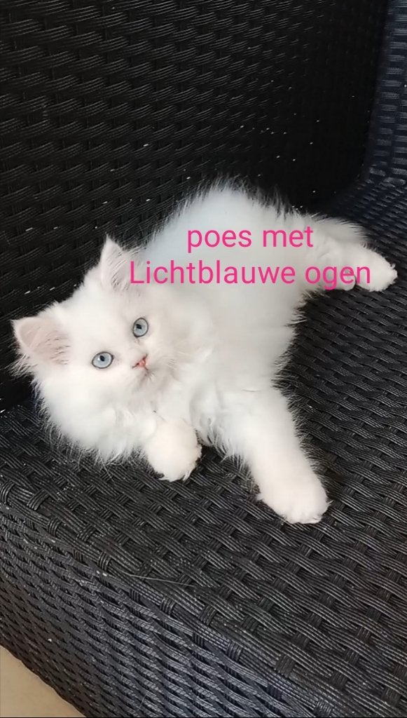 Prachtige Raszuivere Witte Perzische Kittens–Getest&Gezond!, Dieren en Toebehoren, Katten en Kittens | Raskatten | Langhaar, Meerdere dieren