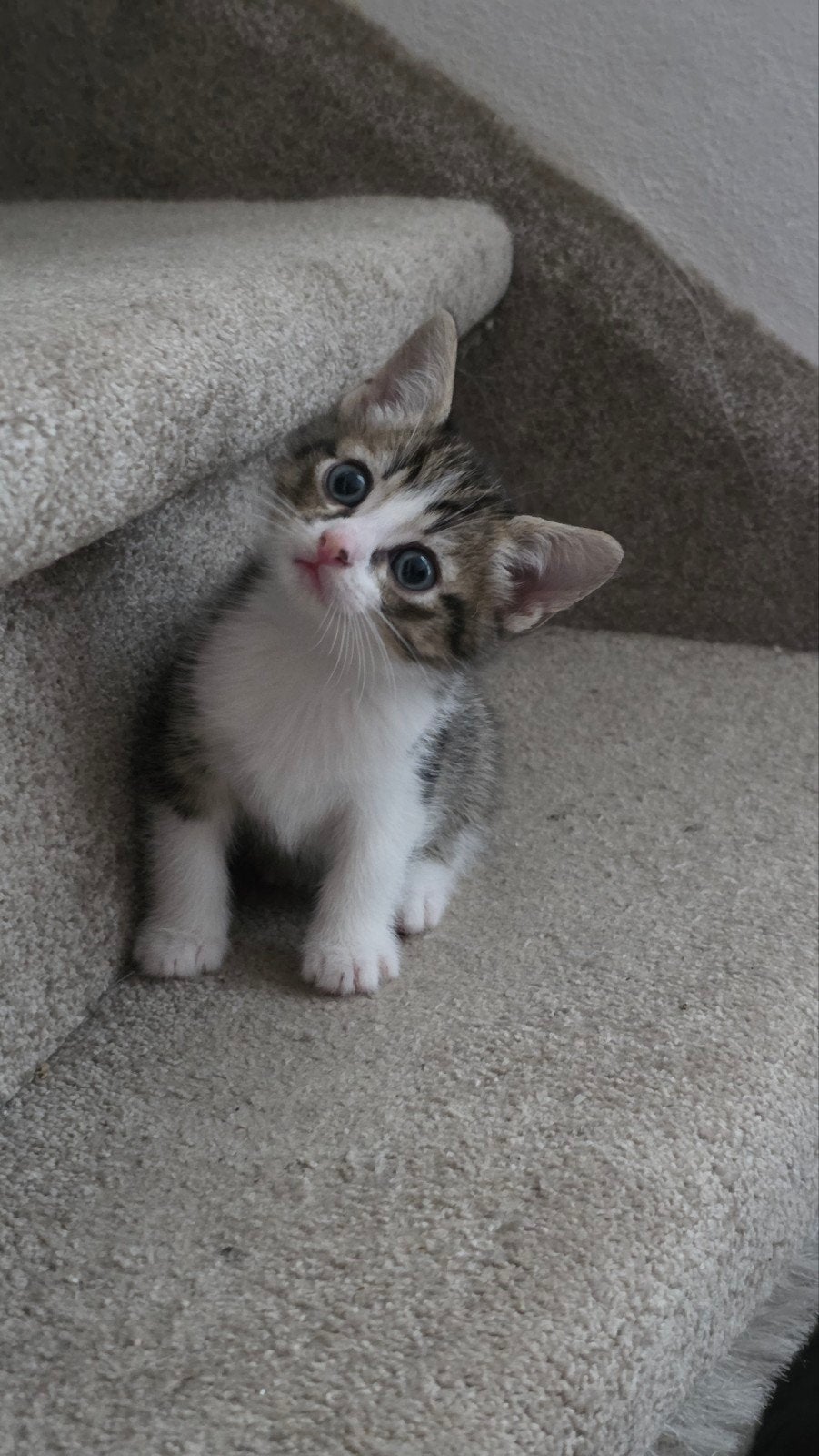 2 prachtige mixed bengaal kittens (dames), Dieren en Toebehoren, Katten en Kittens | Overige Katten, Poes