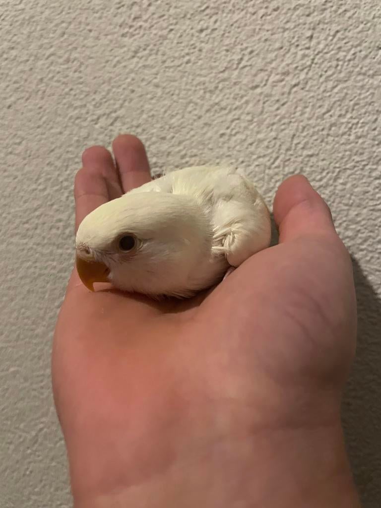 Baby Dwergpapegaaien, Meerdere dieren, Parkiet