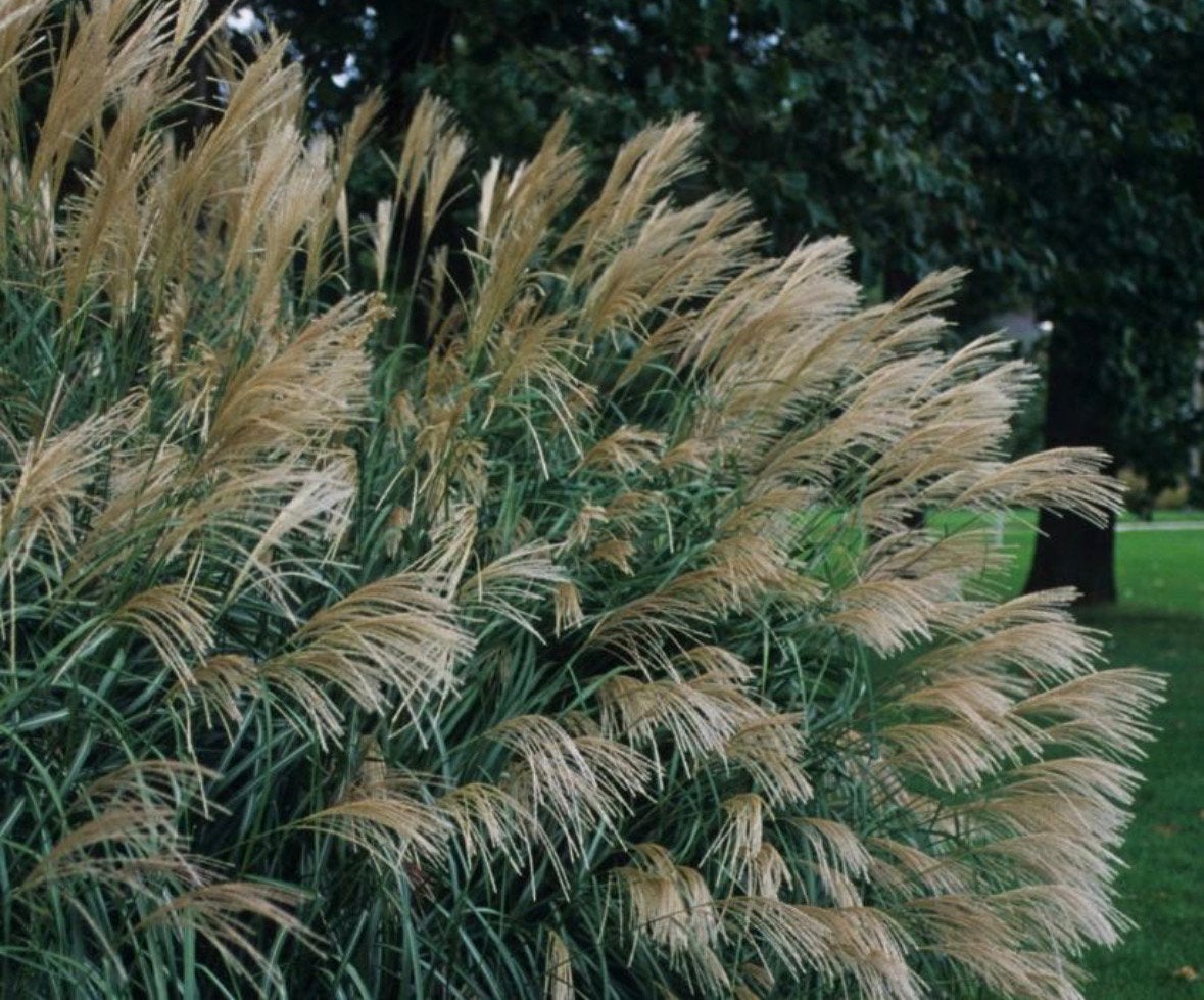 Prachtriet 'Silberfeder' - Siergras voor elke tuin, Volle zon, Vaste plant, Siergrassen, Ophalen of Verzenden