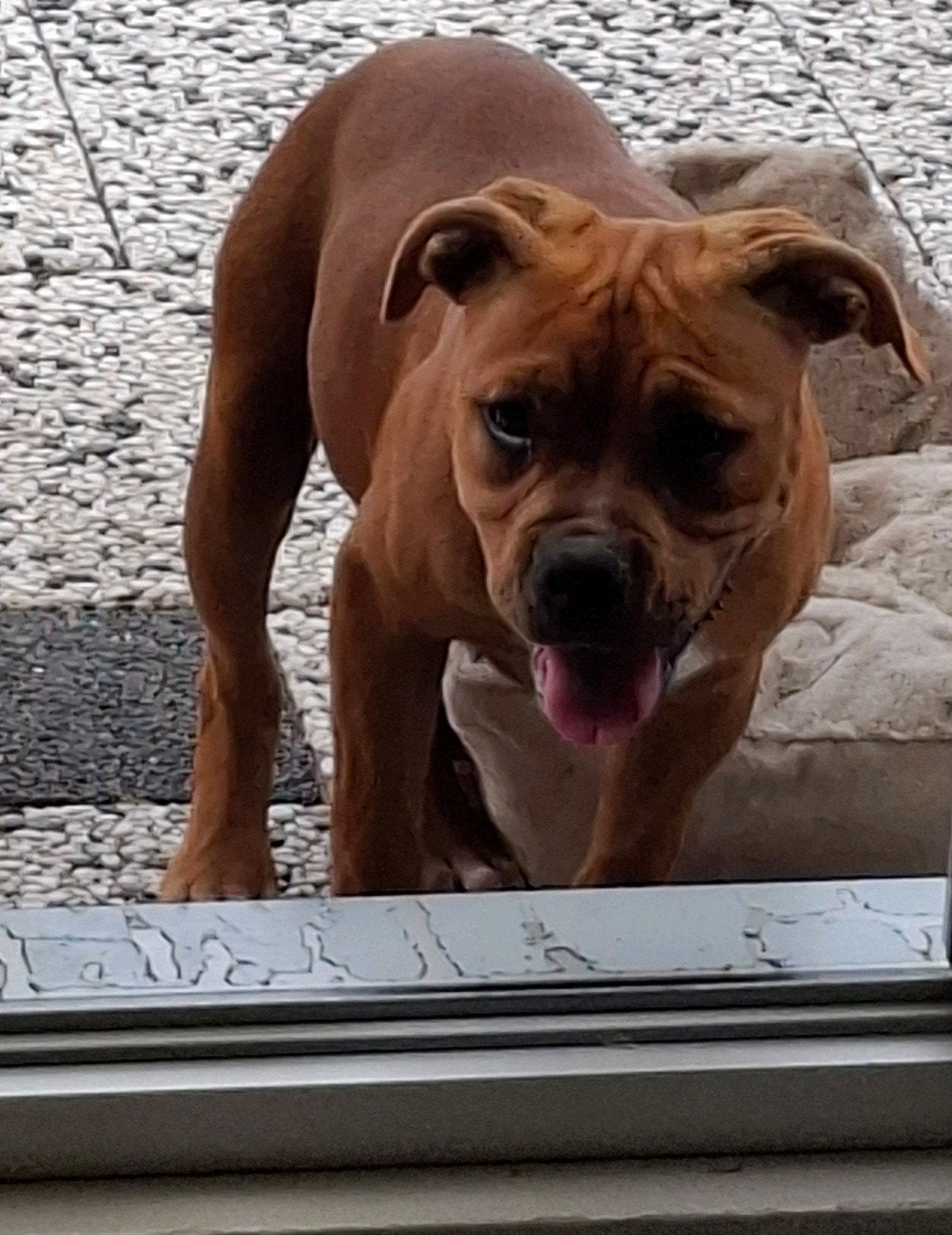 Amerikaanse stafford Old englisch bulldog pups teefje puppy, Dieren en Toebehoren, Honden | Jack Russells en Terriërs, 15 weken tot 1 jaar