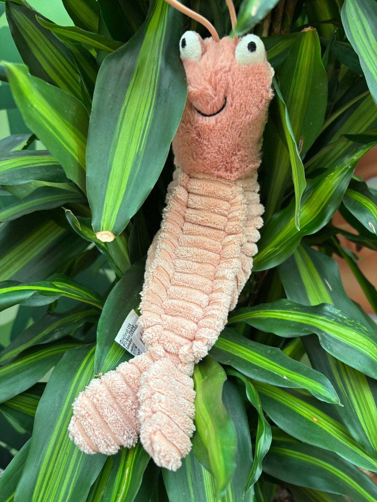 JELLYCAT |Knuffel garnaal Sheldon - 17 x 7 x 22 cm, Verzenden
