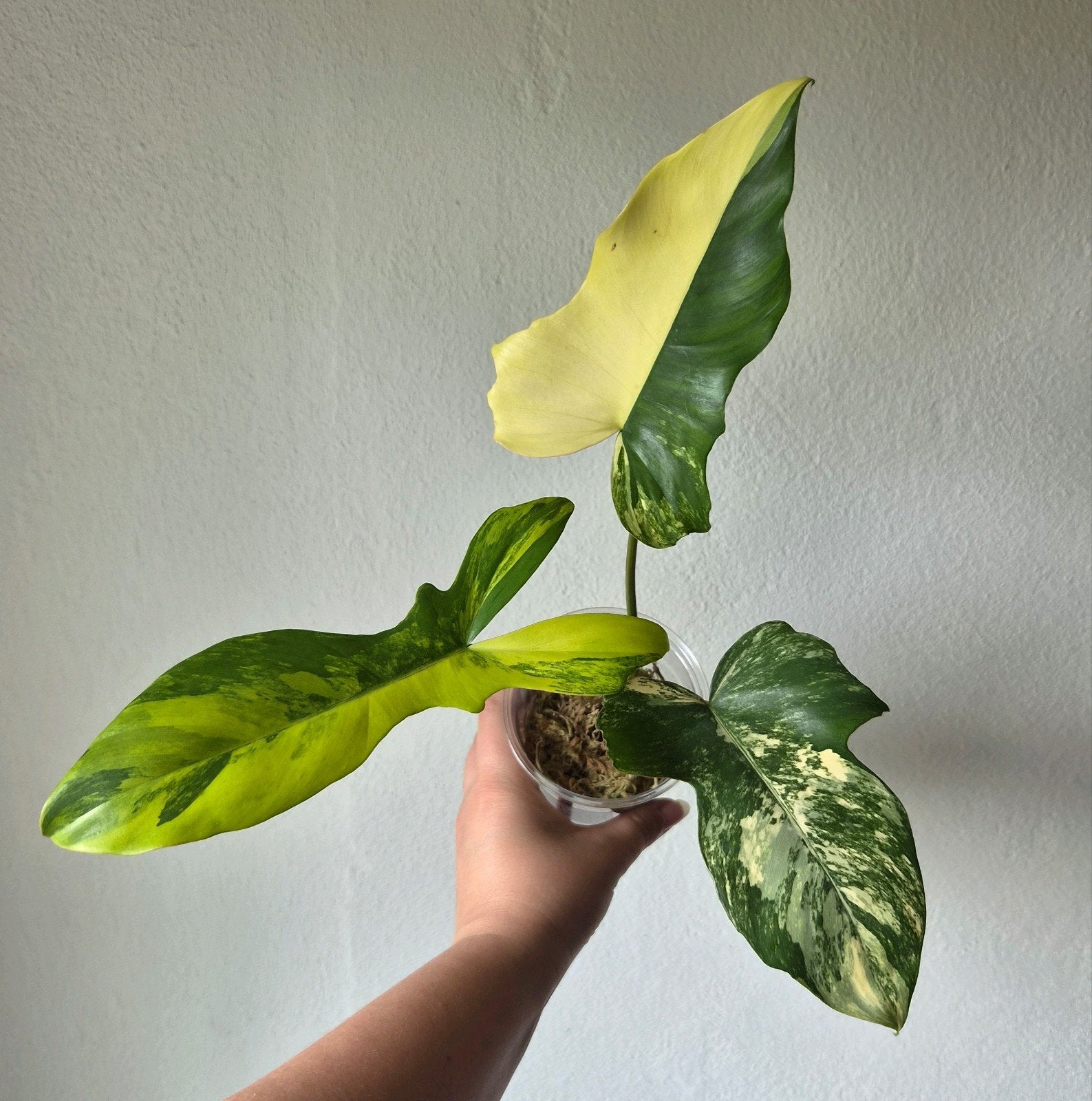 Philodendron Florida Beauty x Mayoi, Huis en Inrichting, Kamerplanten, Ophalen of Verzenden
