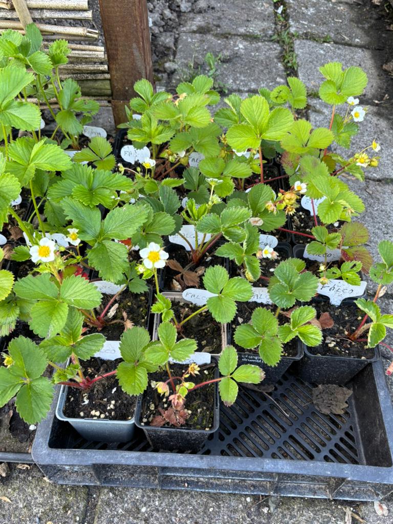 Voorlopig de laatste aardbei stekken, Tuin en Terras, Ophalen of Verzenden, Eenjarig, Overige soorten, Volle zon