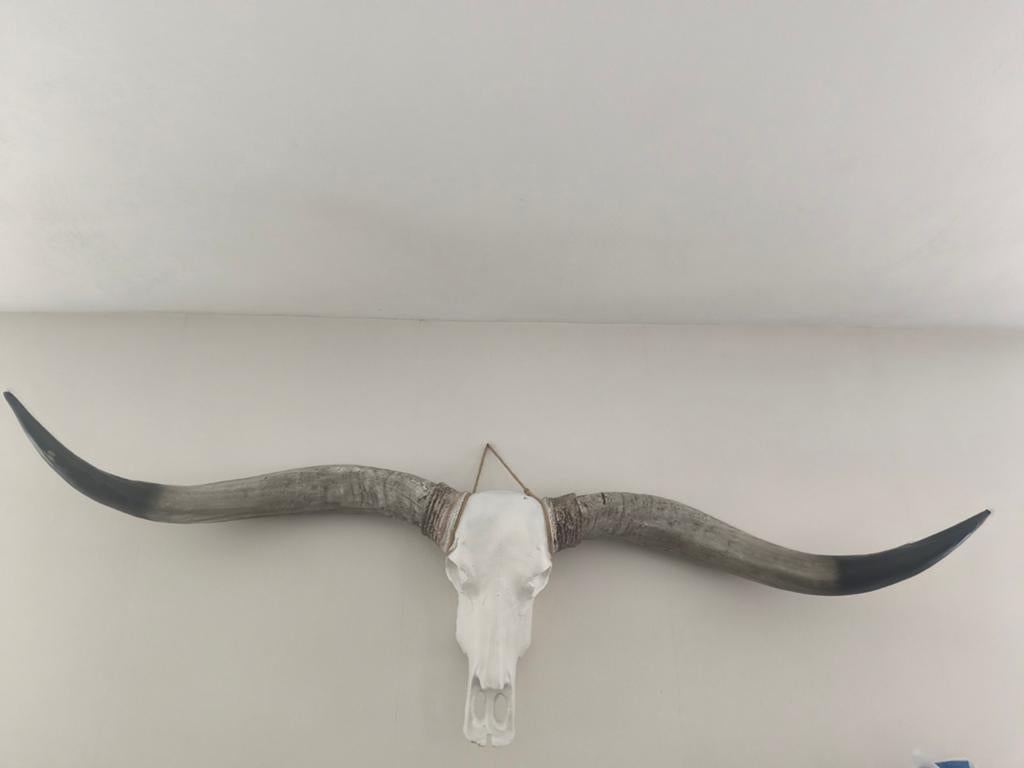 Decoratieve Longhorn schedel met hoorns (ca. 165cm breed), Gebruikt, Overige materialen, Ophalen of Verzenden, Landelijk