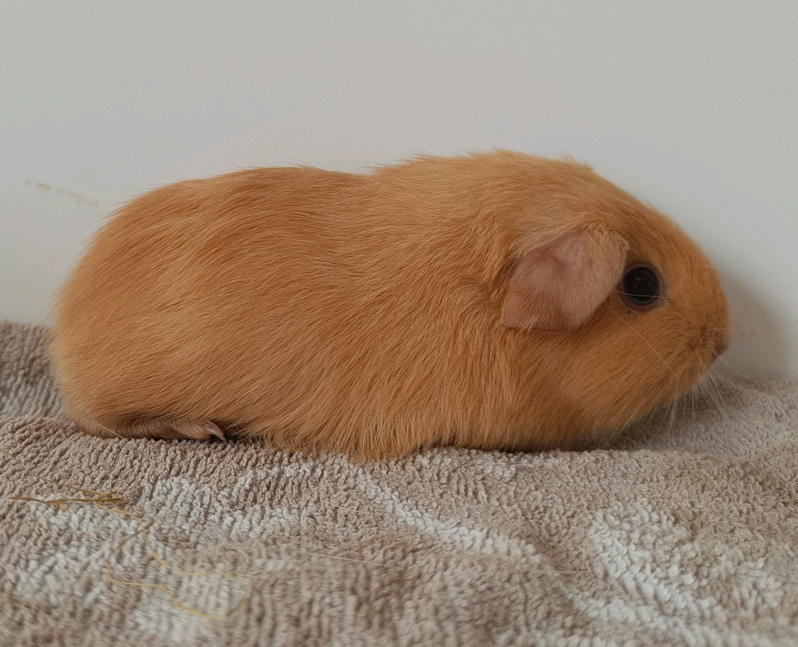 Baby cavia, crème gladhaar, Dieren en Toebehoren, Augustus, Mannelijk, Cavia