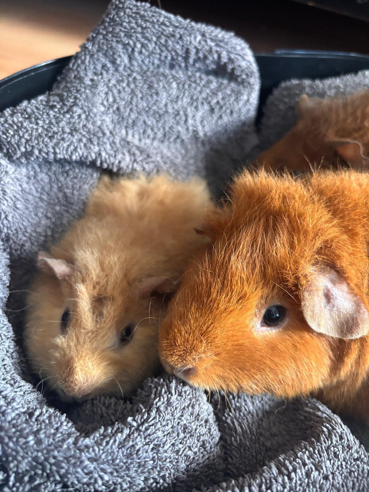 cavia’s te koop prijs is per 2, Dieren en Toebehoren, Knaagdieren, Juli, Meerdere dieren, Cavia