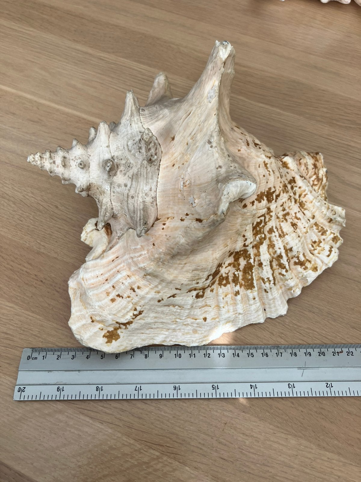 Zeer grote originele koningin/vleugelhoorn schelp 25 cm, Verzamelen, Mineralen en Fossielen, Ophalen of Verzenden, Schelp(en)