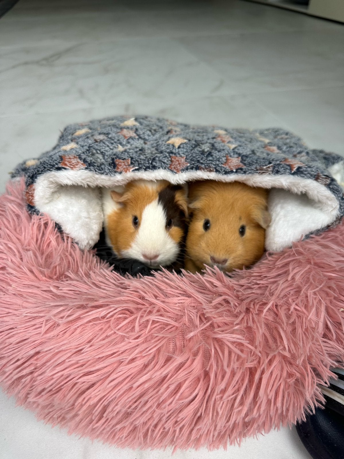 2 Tamme Vrouwelijke Cavia’s + Grote Kooi, Dieren en Toebehoren, Knaagdieren, Cavia, Februari, Vrouwelijk, Tam