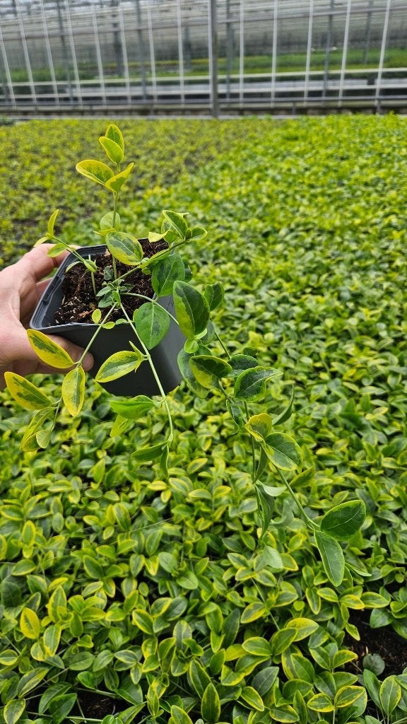 Vinca minor Blue & Gold - maagdenpalm - vaste plant geelbont, Bodembedekkers, Vaste plant, Ophalen of Verzenden, Halfschaduw