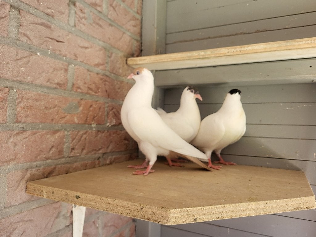 Helmduiven, Meerdere dieren, Overige soorten