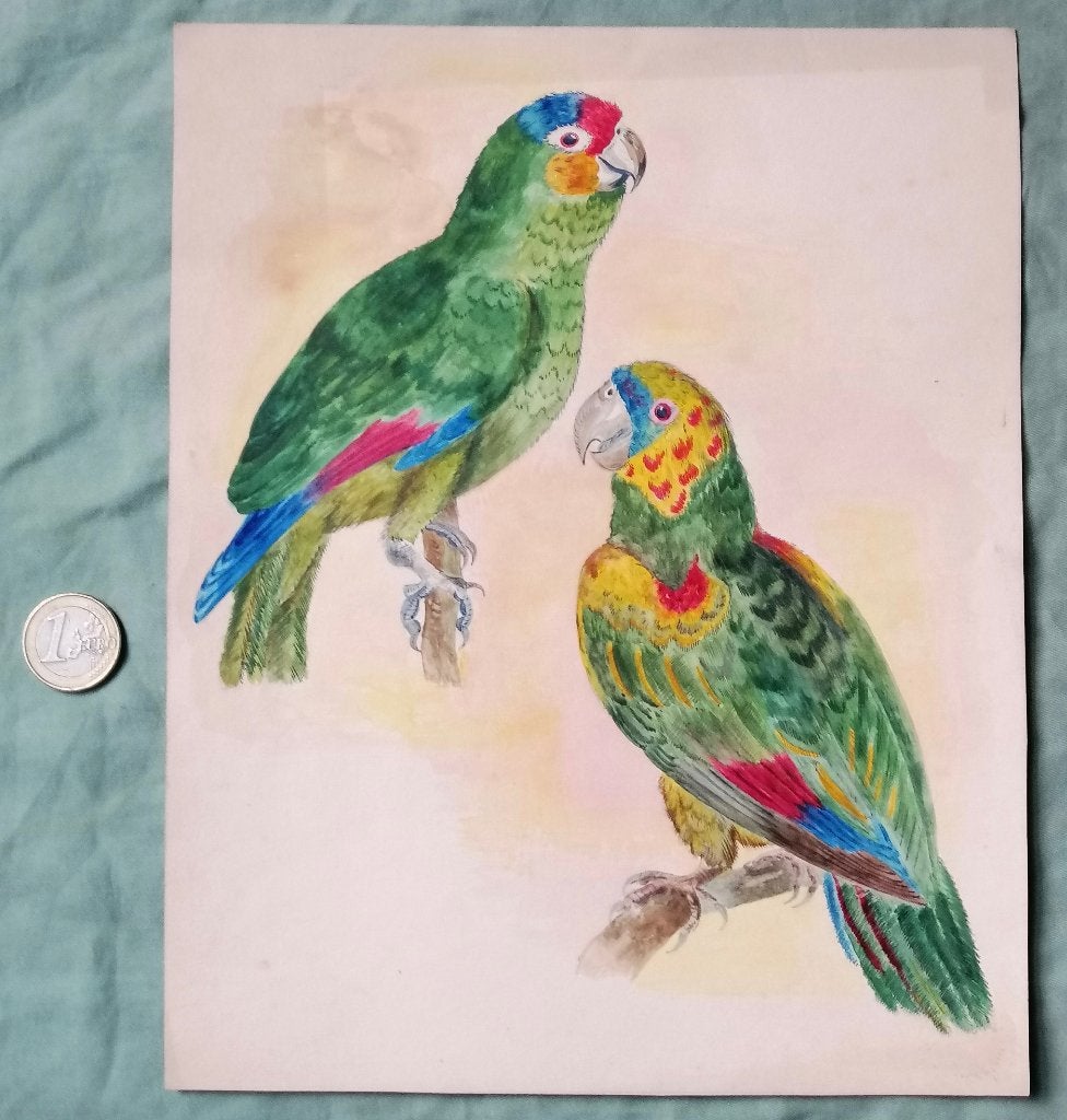 Aquarel van 2 papegaaien, Antiek en Kunst, Kunst | Schilderijen | Klassiek, Dieren, Ophalen of Verzenden, Origineel werk, Papier