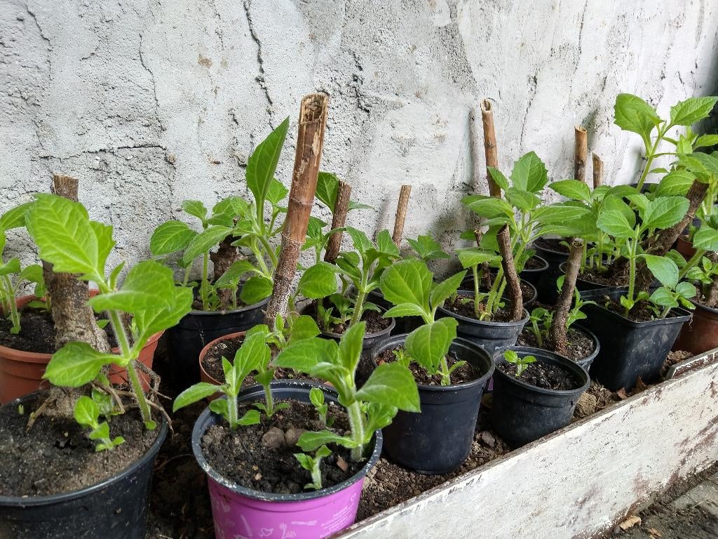 YACON planten, Volle zon, Vaste plant, Zomer, Ophalen