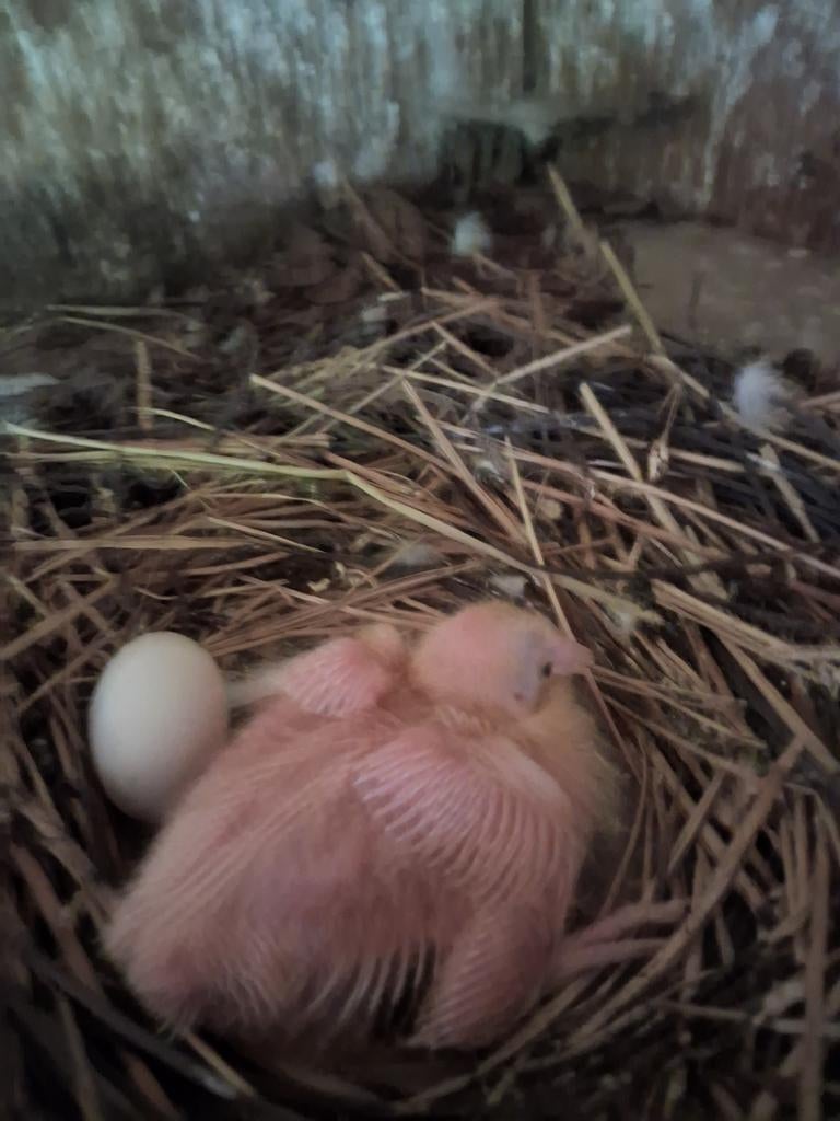 Witte duiven ook jonge Witte duiven, Dieren en Toebehoren