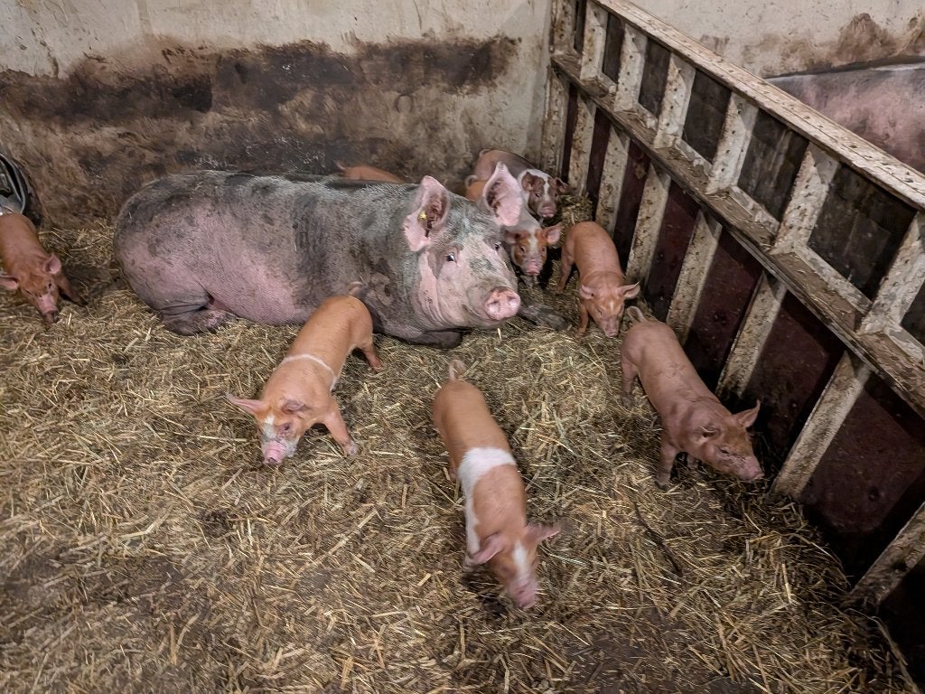 Pitrain-husumer biggen €.100,-, Meerdere dieren, Varken, 0 tot 2 jaar