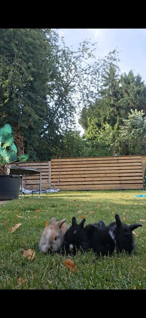 4 babykonijntjes, Dieren en Toebehoren, Konijnen, Meerdere dieren, Dwerg, 0 tot 2 jaar