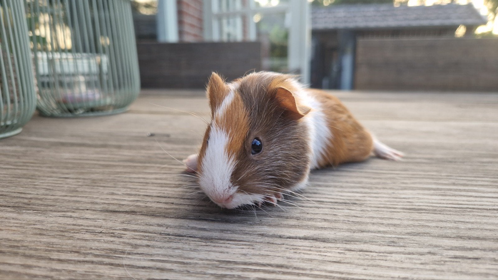 super mooie en tamme kort harige cavia's, Dieren en Toebehoren, Cavia, Augustus, Vrouwelijk, Tam
